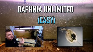 How I Raise Daphnia Water Fleas And You Can Too [upl. by Schick337]