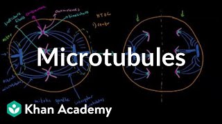 Microtubules  Cells  MCAT  Khan Academy [upl. by Marlo]