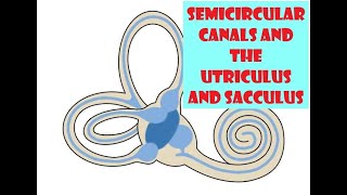 Semicircular canals and the Utriculus and Sacculus [upl. by Tyler]