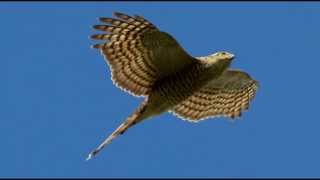 Sparrowhawk Bird Call Bird Song [upl. by Stichter]