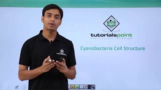 Class 11th – Cyanobacteria  Cell Structure  Biological Classification  Tutorials Point [upl. by Ruy]