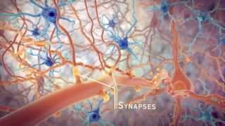 STEP and the synapse memory formation [upl. by Artamas120]