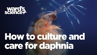 Caring and Culturing for Daphnia [upl. by Adnilrem]