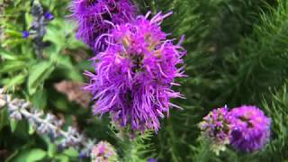 Plant Profile Dense Blazing Star  Liatris spicata [upl. by Godiva]