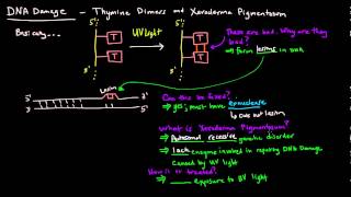 DNA Damage  Thymine Dimers and Xeroderma Pigmentosum [upl. by Haynor]