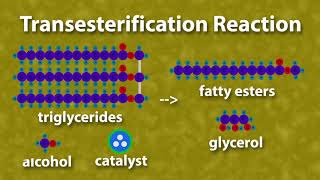 Chemistry of Biodiesel [upl. by Eninnej]