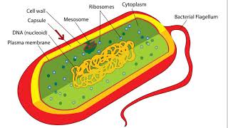 Bacteria Cell Structure [upl. by Arremat609]