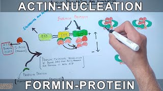 Actin Nucleation by Formin Protein [upl. by Mairb]