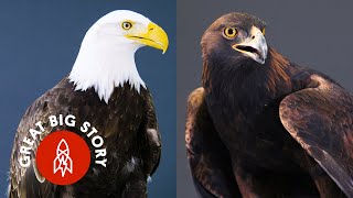 Everything You Didn’t Know About Eagles [upl. by Denoting]