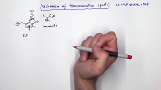 PLP Pyridoxal Phosphate Reactions [upl. by Yenttirb62]