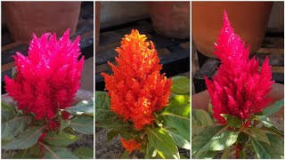 How to Grow and Care Celosia Plant  Fun Gardening [upl. by Garap]