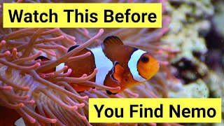 9 Things You Need To Know About Keeping Clownfish [upl. by Garrett]