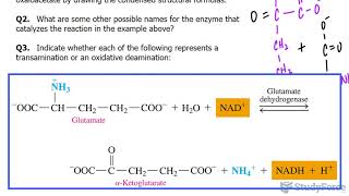 Transamination and Oxidative Deamination [upl. by Aisatsanna]