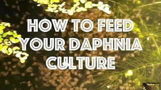 How To Feed Your Daphnia Culture [upl. by Eillat]