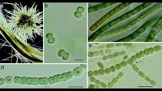 Cyanobacteria [upl. by Sherlock868]