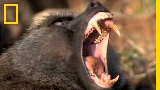 Baboon Attack  National Geographic [upl. by Eissirhc]