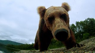 L’orso bruno intrappolato e furioso [upl. by Allbee646]