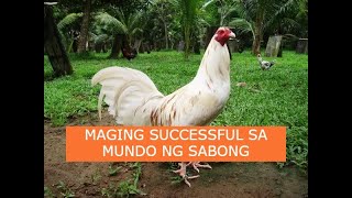 Sabong tips MAGING SUCCESSFUL SA MUNDO NG SABONG [upl. by Minardi]