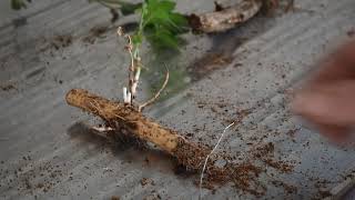 Rhizomes Explained [upl. by Masry]