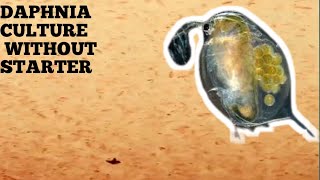 HOW TO CULTURE DAPHNIA NATURALLY WITHOUT A STARTER [upl. by Yrollam139]