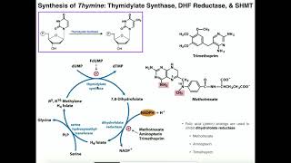 Nucleotide Metabolism  Basics of Thymine Biosynthesis [upl. by Sane65]