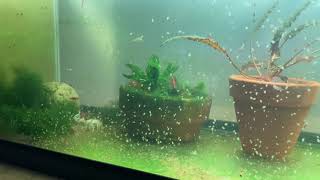 Daphnia Culturing Snails or no snails [upl. by Godderd]