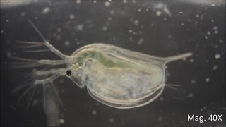 Daphnia magna under the Microscope [upl. by Anined686]