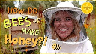 How do bees make Honey  Beekeeping with Maddie 13 [upl. by Philippine]