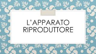 L’apparato riproduttore [upl. by Ikram676]