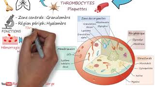 THROMBOCYTES  Plaquettes [upl. by Sivad]