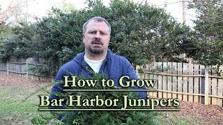 How to grow Bar Harbor Juniper Evergreen Groundcover Conifer [upl. by Chung]