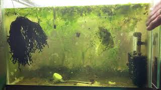 Scuds Daphnia Cherry Shrimp Copepods My aquatic food culture [upl. by Enitsahc]