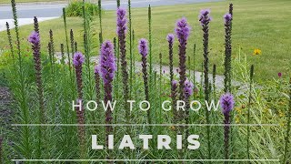 Liatris Spicata  All about Liatris from Seed to Bloom [upl. by Florian]