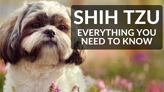 SHIH TZU 101 Everything You Need To Know About Owning A Shih Tzu Puppy [upl. by Alenoel]