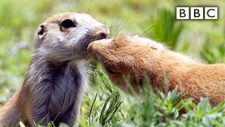 Prairie dogs kiss  Spy in the Wild  BBC [upl. by Nide]