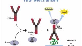 Horse Radish Peroxidase HRP Mechanism of Action [upl. by Asnarepse69]