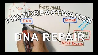 Photoreactivation  DNA Repair Mechanism [upl. by Hajan]