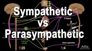 Autonomic Nervous System Sympathetic vs Parasympathetic Animation [upl. by Idnir]