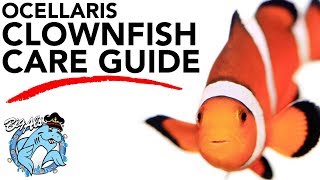 How to Care for Clownfish  BigAlsPetscom [upl. by Alitha]