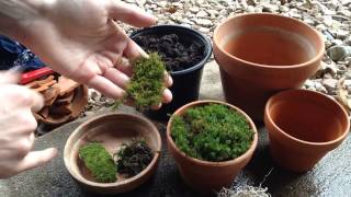 Growing Moss in Containers 🎍 [upl. by Haziza989]