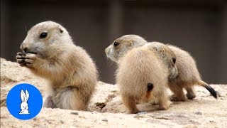 Prairie Dogs Playing  CUTEST Compilation [upl. by Enelam]