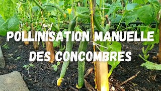 LA POLLINISATION MANUELLE DES CONCOMBRES [upl. by Sacram173]