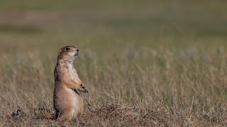 Ecosystem Essential The Prairie Dog Town [upl. by Oregolac]