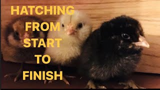 Hatching Chicken Eggs from Start to Finish Incubated Full 22 day series in one video [upl. by Marji]