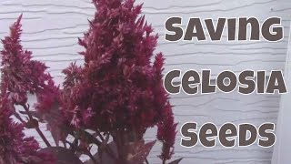 How to Harvest Celosia Seeds and Separate the Seeds From the Chaff [upl. by Eoj114]