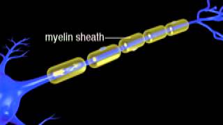 Continuous and Saltatory Propagation Video Clip [upl. by Eenolem]