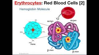 Structure and Function of Erythrocytes RBCs [upl. by Chaing374]