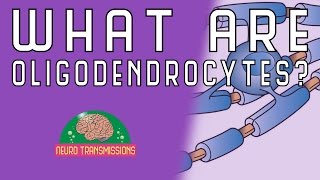 What Are Oligodendrocytes [upl. by Jenda720]