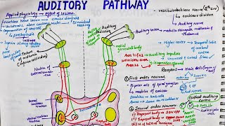 Auditory Pathway  Easy  Physiology  Primary lemniscal pathway [upl. by Liddie]