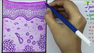 Histology of Thick SkinGlabrous skin [upl. by Sidney616]